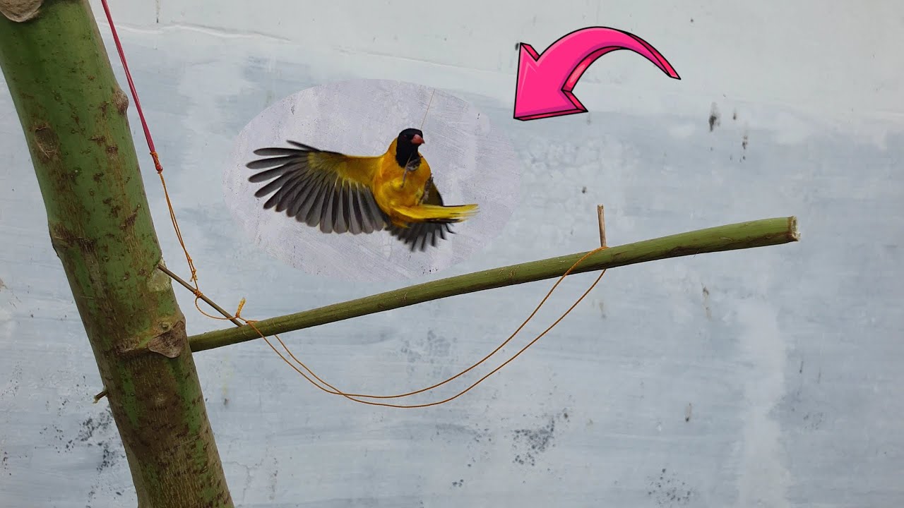 Tree Bird Trap Easy Homemade : How To Make A Bird Trap Out Of Sticks Works 100% -Simple Bird Trap