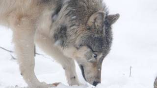 雪の中からお宝発見！~Wolf in snow
