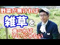 【雑草食】自然農畑に生える雑草を食べてみる《採取編》2020年4月4日