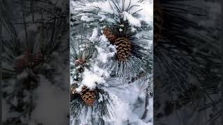 ❤️❄Romantic Beautiful Music for the Soul ❄Winter Tale ❄🎧 TikTok #Short