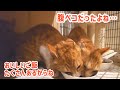 一体何日、空腹に耐えていたの…腹ペコだったよね…