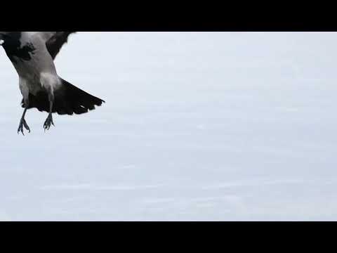 Video: Hallvares on linnumaailma targem esindaja
