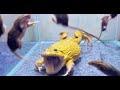 42 Minutes of Unbelievable Animal Monents Caught on Camera