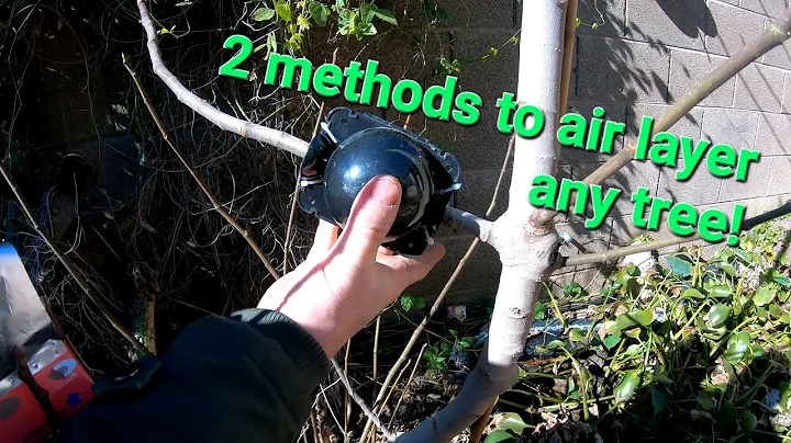 How to air layer any tree, super easy step by step!