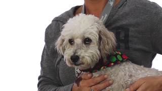 Adopt Elmo at NKLA