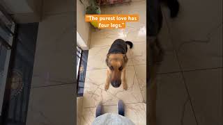 That jump, that tail wag, that unconditional love… my real welcome committee 🐶🏡❤️