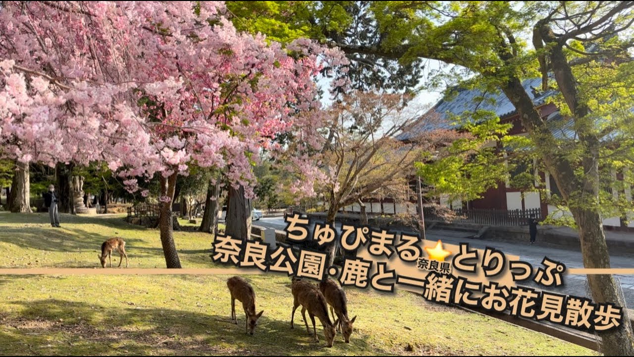 4K 奈良】奈良公園・鹿と一緒にお花見散歩 - YouTube