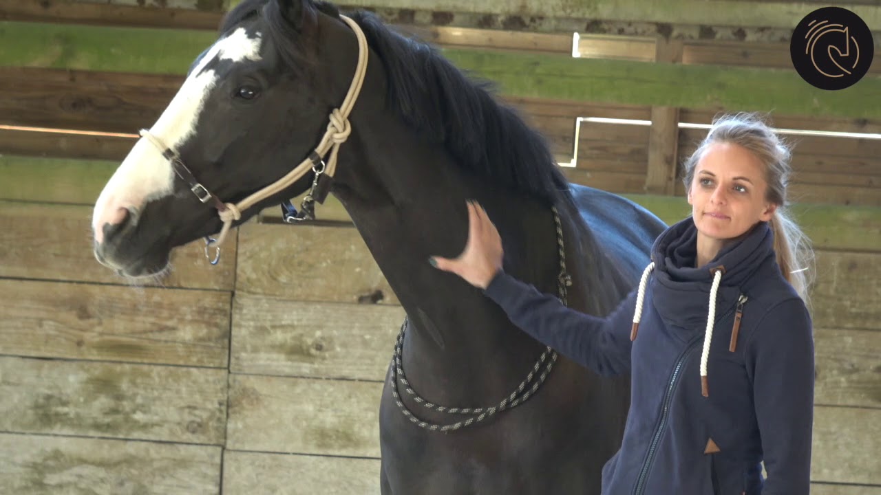 TUTO : les basiques du travail au sol - les pieds dans les pieds