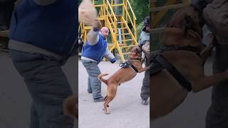 Fearless Malinois. Double attack. #GUARDODESSA Police dog training. СТРАЖ Odessa.  Ukraine.