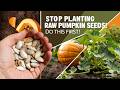 Pumpkin Seed Prepping Guide Grow Stronger Pumpkins With These Simple Steps 