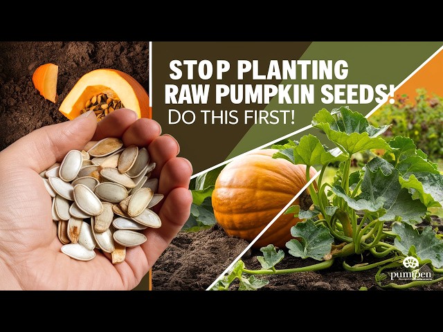 Pumpkin Seed Prepping Guide: Grow Stronger Pumpkins with These Simple  Steps! - YouTube