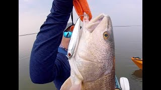 Mullet Schools for BIG TOPWATER Redfish || StrikeKing KVD Sexy Dawg Chrome ||