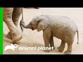 This Baby Elephant Is Learning How To Use Her Trunk | The Zoo: San Diego