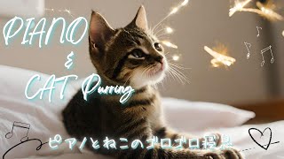 🐾 Passive music therapy improves insomnia, reduces anxiety and stress 🐾 by ドクターねむねむねこ 36 views 12 days ago 12 hours