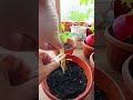 3D Printed for the vegetables #3dprinting #bambulab #satisfying #timelapse