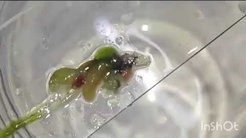 Experimental Studies on Dissection and Organ Systems of Aquatic Organisms @ Gnosis Research Centre