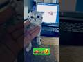 My kitten is playing BeamNG Drive. 😍🐈🏎️ #cat #cute #beamingdrive #shorts