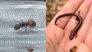 Queen Ants, Salamanders and Other Critters I Found This Weekend