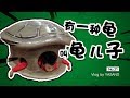 有一种龟叫做龟儿子，现实版龟兔赛跑究竟谁会赢？VLOG21雅桑了吗