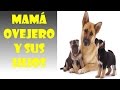 Mamá Ovejero Aleman y sus cachorros