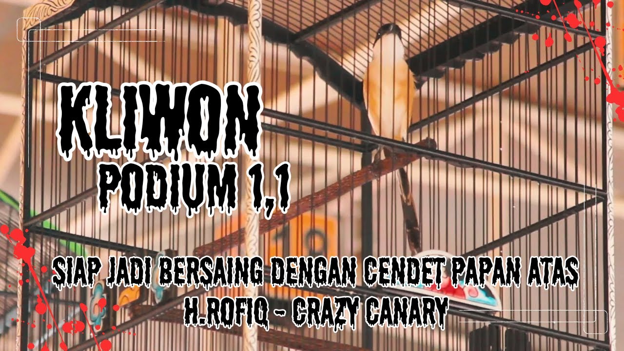 Cendet kliwon milik h rofiq - crazy canary, berhasil dominasi di kelas ...