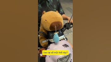 Capybara Bị Chảy Nước Mũi