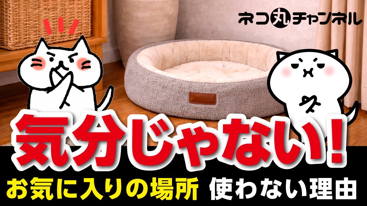 猫が急にお気に入りの場所を使わなくなる本当の理由