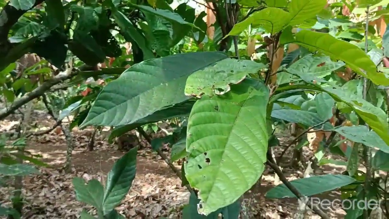 part 5: Spraying fungicide, insecticide, foliar to treat  vsd, borer and to induce flower