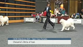 Samoyed Dog Show  CACIB Oldenburg 2023