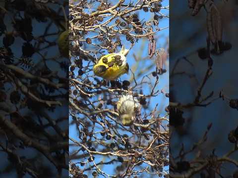Eurasian siskin /