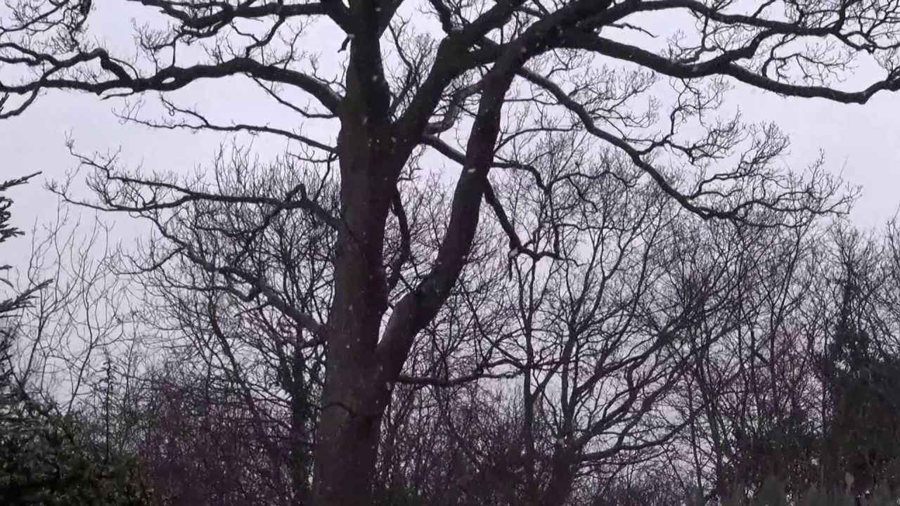 The Good Mad- In The Grey