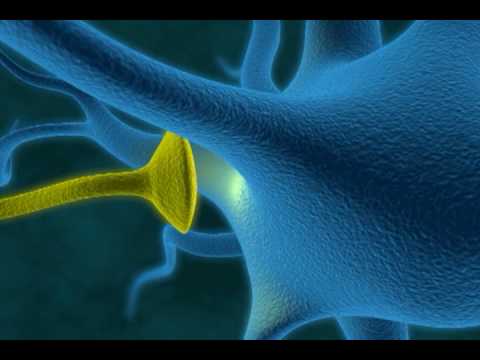 GVG Neurons for Brookhaven National Laboratories