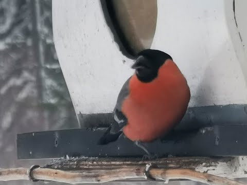 Video: Kuka on pyhimys, joka pitää lintua?