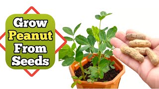 How to grow Peanut plant from fresh peanut seeds .