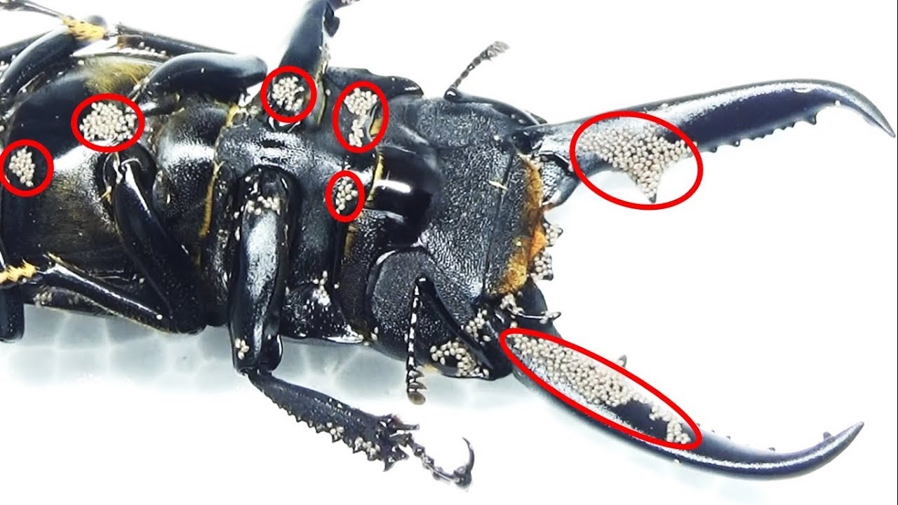 クワガタに付いた大量の寄生虫を駆除したった Removing Many Mites On A Stag Beetle Youtube