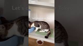 Meet the kitties at the Tokyo Shelter