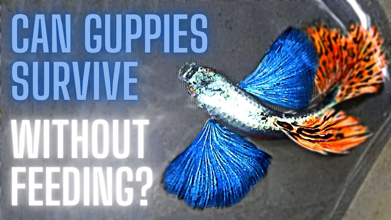 Guppy Fish Care - How Long Can Guppies Survive Without Feeding ? - Youtube