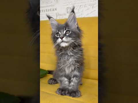 ⛔️Резерв! Р-1 котёнок Мейн-Кун полидакт 6/6/6/6 ❤️ невероятный кот вырастет 🤩