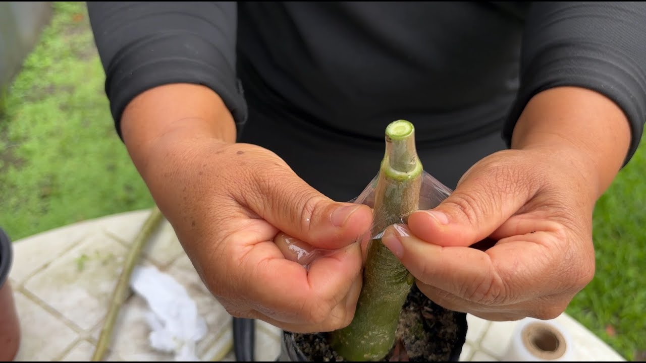 COMO FAZER ENXERTO NA ROSA DO DESERTO PASSO A PASSO E TER RESULTADO GARANTIDO