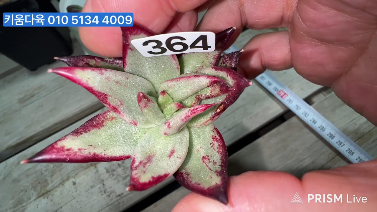 키움다육 . . #금다육 #신화 대품 #인디안바손 #은별금 #배합토 #라이브방송