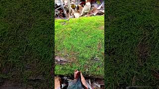 Forest taiga stream moss tree #bushcraft #moss #taiga #stream Forest taiga stream moss tree #bushcraft #moss #taiga #stream