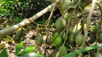 phun thuốc sâu với đậu trái cho cây cóc sẽ được kết quả như mong đợi