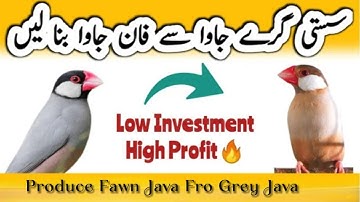 Grey java se Fawn java finch Produce karen |  How to Produce Fawn Java from Grey Java |