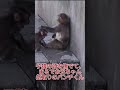 【温かい】子猿の頭を優しくなでなでするパンチくん！🐒すっかりお兄ちゃん肌な姿❤️ #パンチくん #monkey#shorts #zoo #市川市動植物園#punchkun #cute