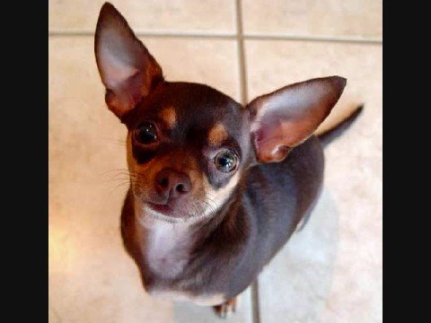 chihuahua song youtube