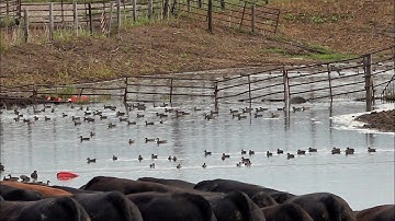SCOUTING For TEAL on PUBLIC Land- Duck Season KICKOFF!!
