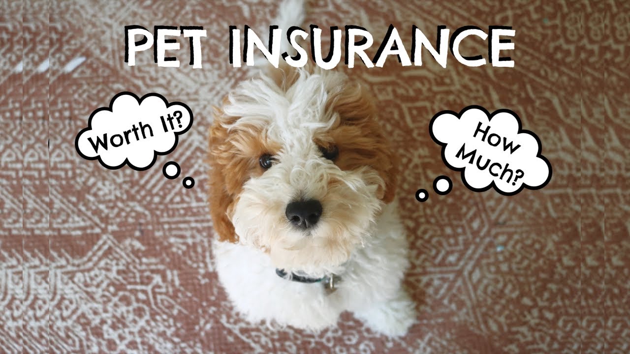 Pet Insurance - Is It Worth It? How Does It Work?