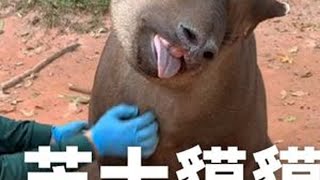五条腿的巴西貘#神奇动物在抖音 #动物世界 #万物可爱计划