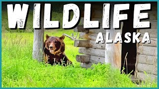 2021 Alaska Road Trip  Alaska Wildlife Conservation Center AWCC | Newstates Go North: EP8