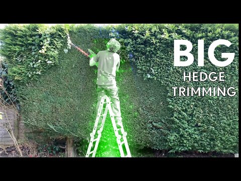 Trimming Conifer and Laurel Hedges | Why Is Hedge Trimming So Damn ...
